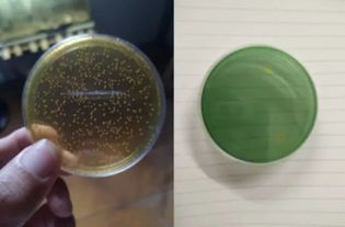 蝦蟹養殖業的革新曙光 南山生物科技金甸系列生物制品重磅發布