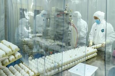 從一枚蛋到一支苗 流感疫苗的生物制品之旅